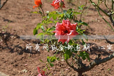 所有网贷全部逾期 心突然坦然了 所有网贷全部逾期 心突然坦然了